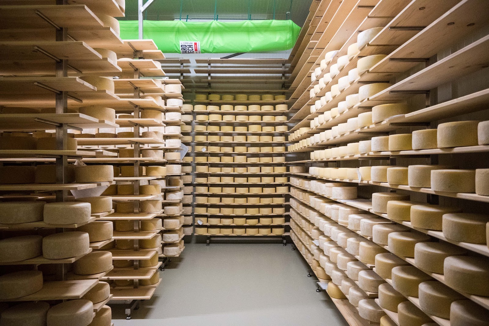 Sajtérlelő a Szarvasi Agrár Zrt. sajtüzemében (Fotó: Babák Zoltán)