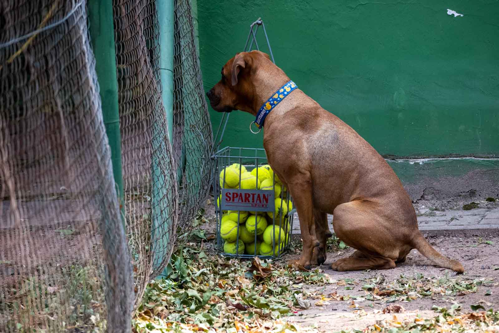 Fotó: Babák Zoltán