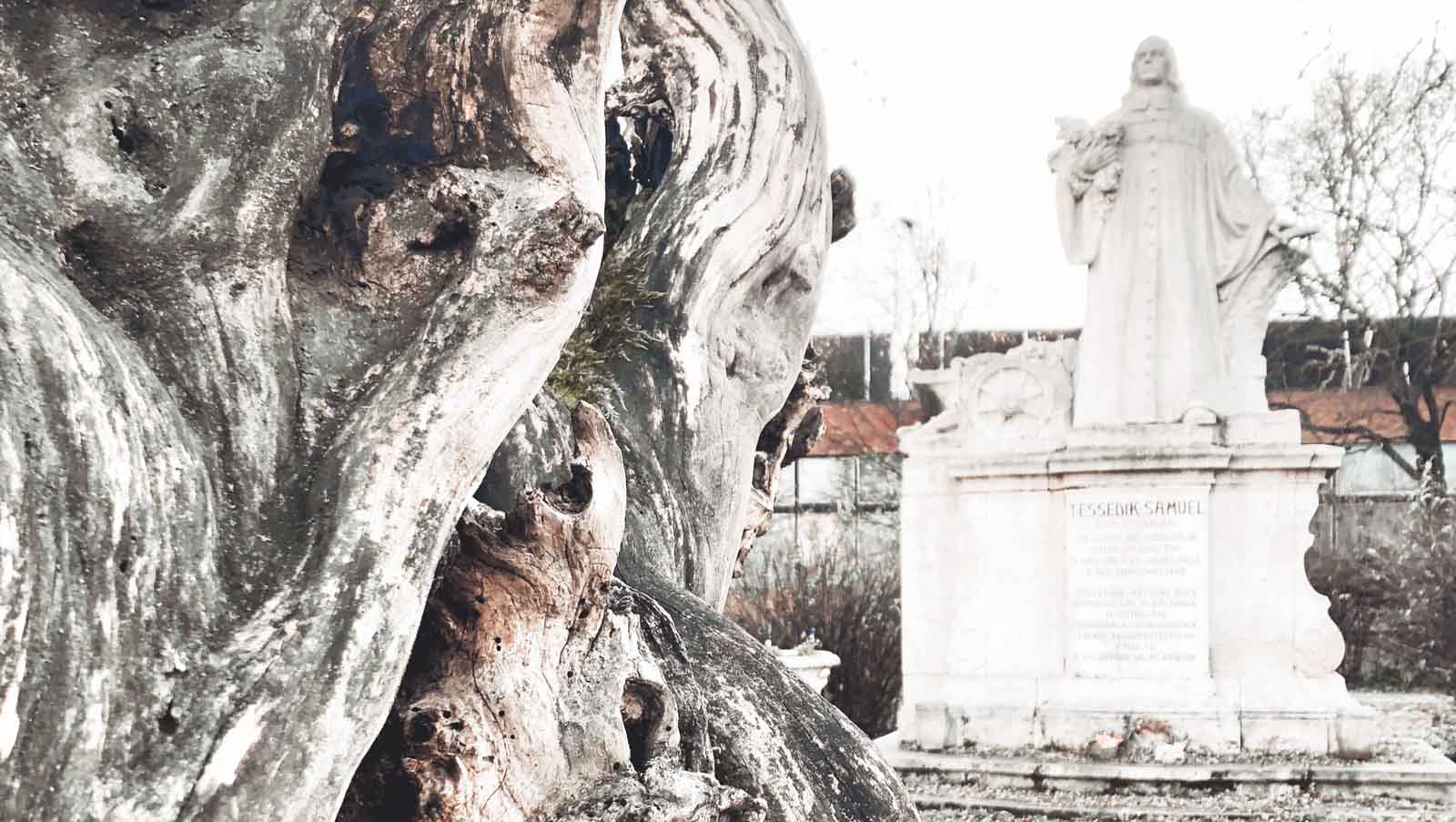Tessedik Sámuel szobra akáccal (Fotó: Babák Zoltán)