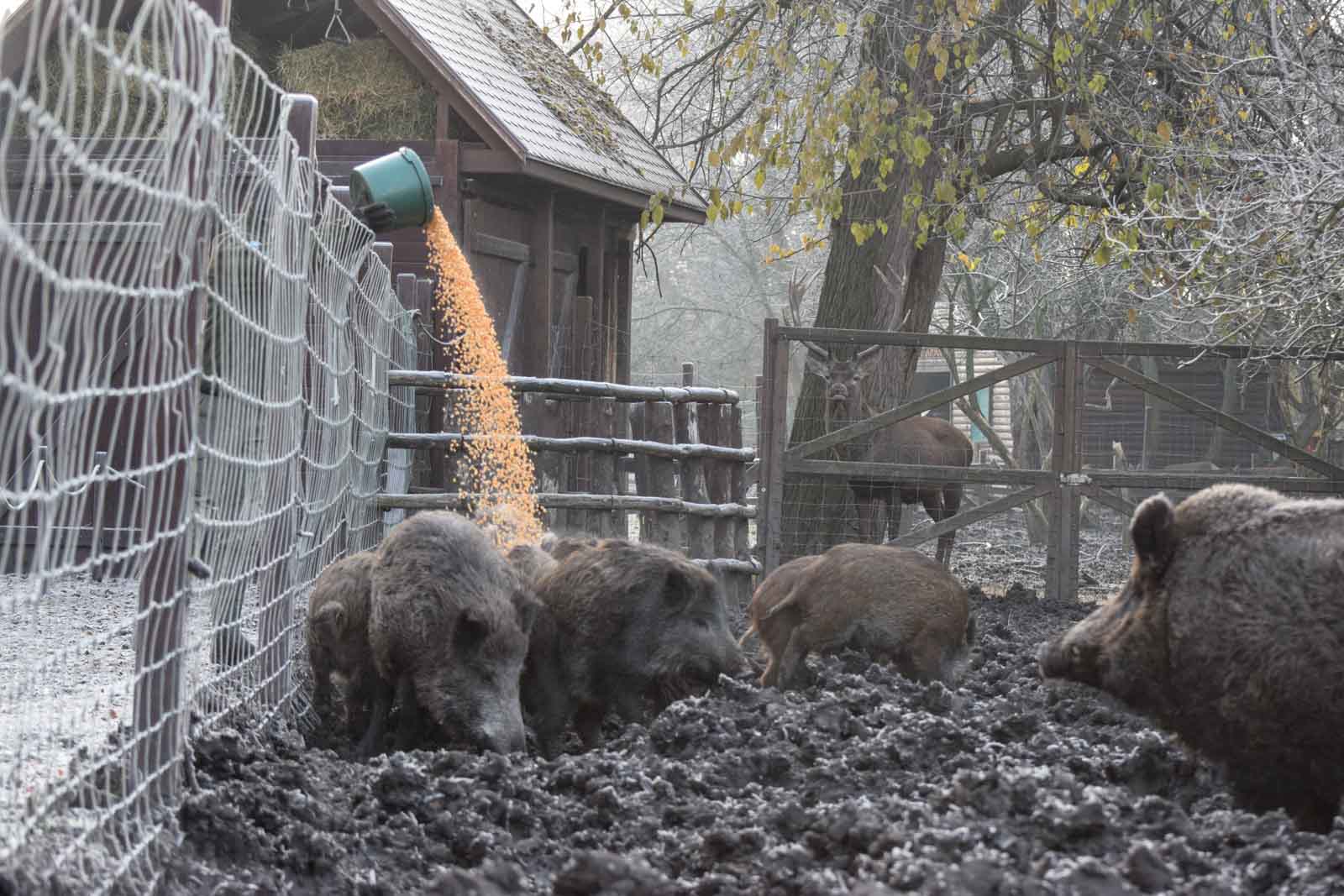 A vaddisznók etetése zajlik a Körösvölgyi Állatparkban (Fotó: Urbancsok Éva)