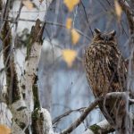 Nappalozó erdei fülesbagoly a Tessedik Sámuel Múzeum melletti nyírfán (Fotó: Babák Zoltán)