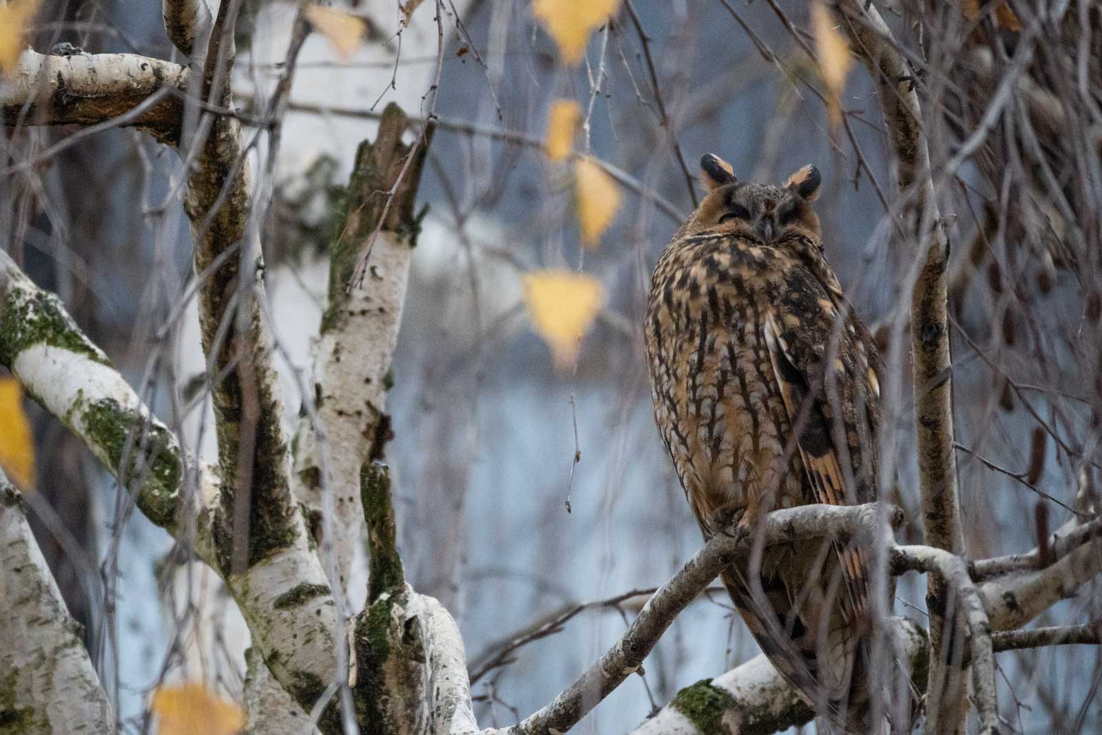 Nappalozó erdei fülesbagoly a Tessedik Sámuel Múzeum melletti nyírfán (Fotó: Babák Zoltán)