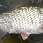 Jászkeszeg (Fotó: Wikimedia)