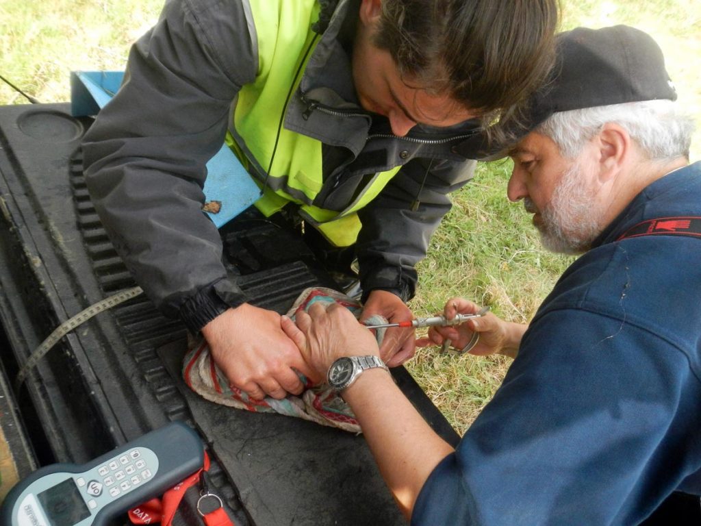 Sallai Márton és Sallai Zoltán mikrochipet ültet egy hal hasfalába