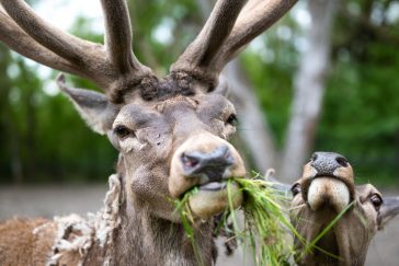 Bátor és Bátorné a Körösvölgyi Állatparkban (Fotó: Babák Zoltán)