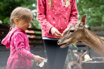 A kisállatsimogató mindent vitt