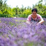 Demeterné Annus Krisztina kedvenc levenduláit ápolja