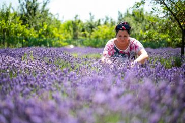Demeterné Annus Krisztina kedvenc levenduláit ápolja