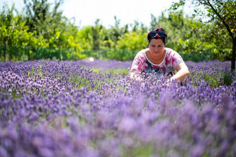 Demeterné Annus Krisztina kedvenc levenduláit ápolja