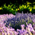 Levendulatövek Závogyán Judit ültetvényén