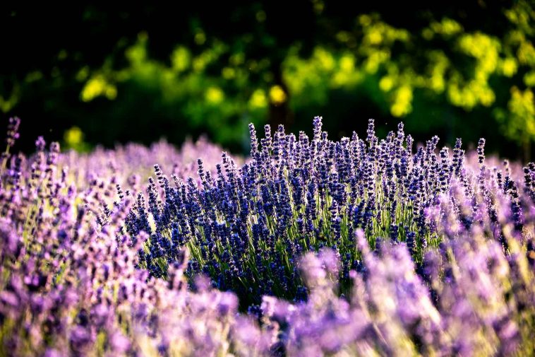 Levendulatövek Závogyán Judit ültetvényén