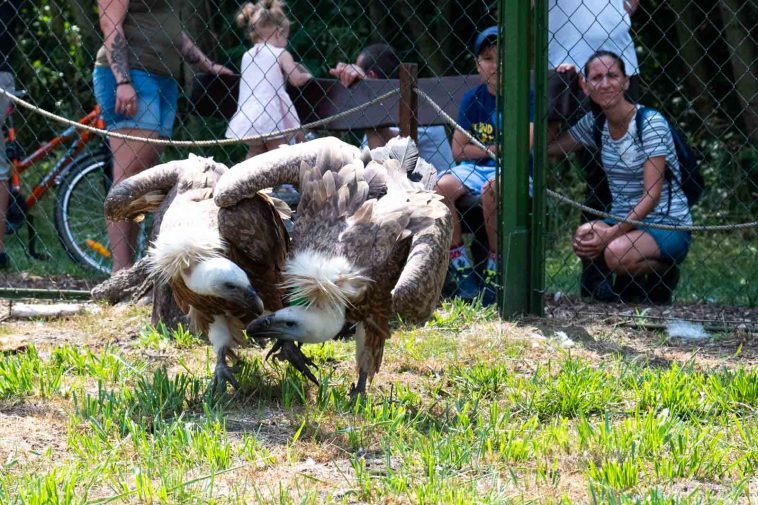 Egy kis vita két fakókeselyű között az élelem elosztása körül