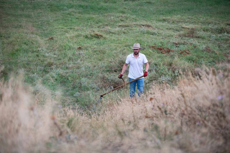 Kaszáló a Gödény-halomnál