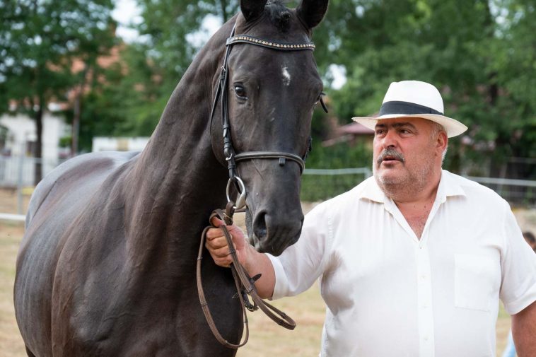 A hároméves csődör és gazdája, Nagy János "Cánó"