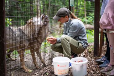 Aisa és Kurszán küzd gondozójuk, Urbancsok Éva simogatásáért