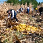 Letörték a kukoricát Csabacsűdön