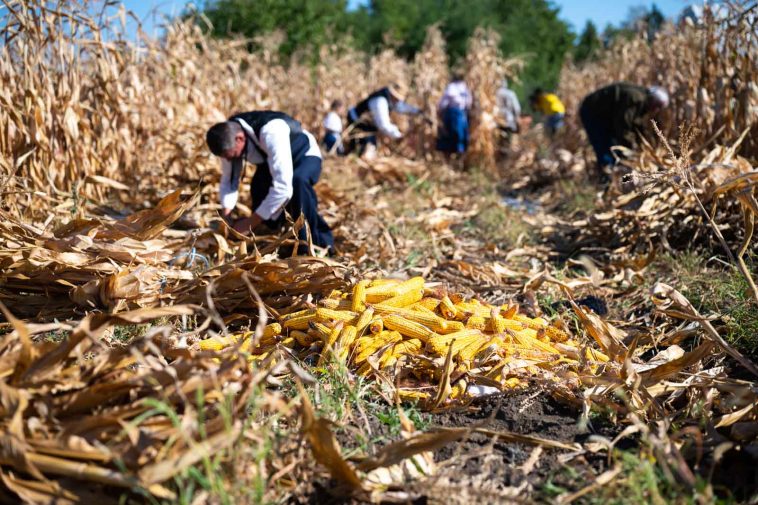 Letörték a kukoricát Csabacsűdön