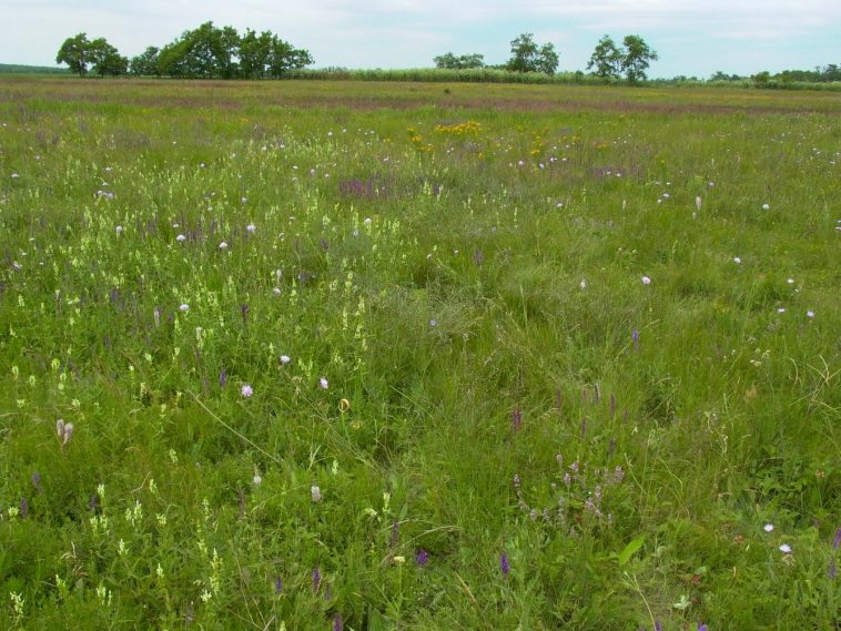 Referenciaterület (Fotó: Sallainé Kapocsi Judit)