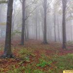 Blastyák Bálint (12.C) - Túra a ködben című képe egyike a 18 kiállított fotónak