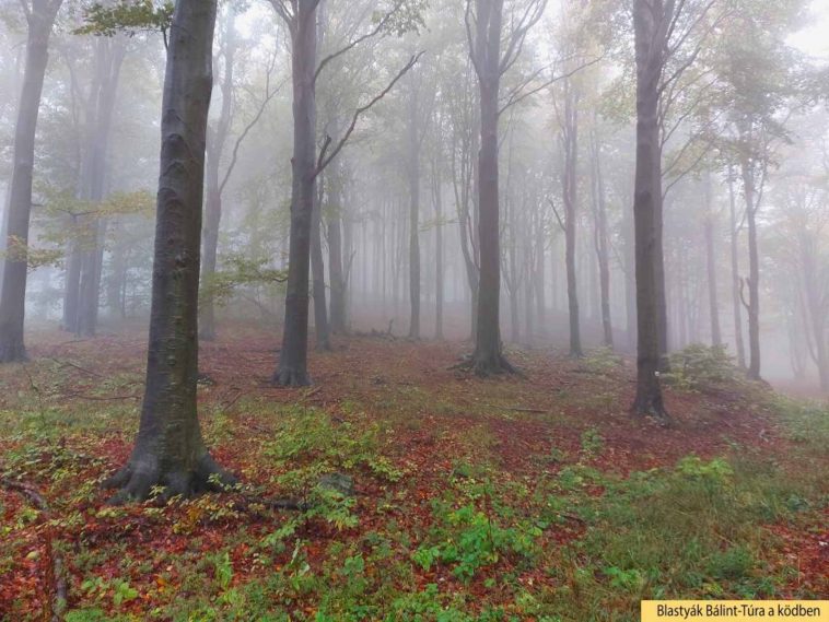 Blastyák Bálint (12.C) - Túra a ködben című képe egyike a 18 kiállított fotónak