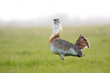 A Körös-Maros Nemzeti Park címerállata a túzok