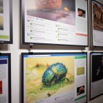 Ujvári Zsolt képein elevenedik meg a mikrovilág