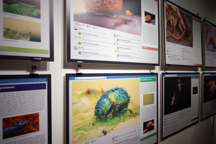 Ujvári Zsolt képein elevenedik meg a mikrovilág