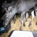 Két jávorszarvassal bővült a Körösvölgyi Állatpark lakóinak száma