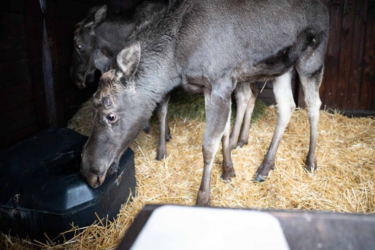 Két jávorszarvassal bővült a Körösvölgyi Állatpark lakóinak száma