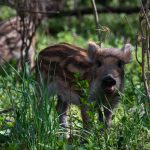 A kis vasmalacok egészen közelről csodálkoznak az emberekre