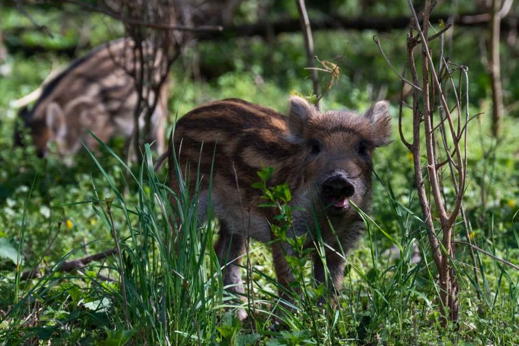 A kis vasmalacok egészen közelről csodálkoznak az emberekre