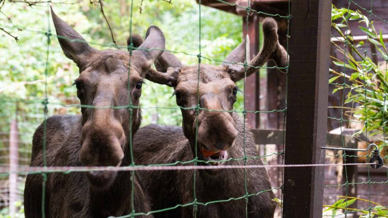 Jávorszarvasok a Körösvölgyi Állatparkban
