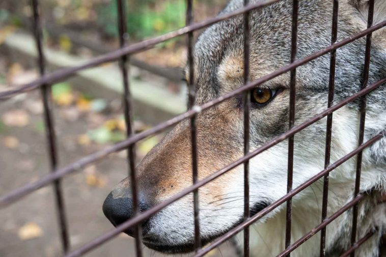 A Körösvölgyi Állatpark egyik szürke farkasa