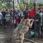 Ajsa és Kurszán, a Körösvölgyi Állatpark két szürke farkasa a húsvéti hosszú hétvége látványetetésén.