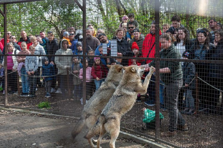 Ajsa és Kurszán, a Körösvölgyi Állatpark két szürke farkasa a húsvéti hosszú hétvége látványetetésén.