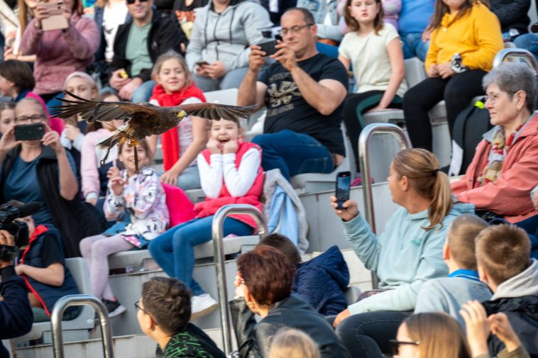 A hegybányai solymászok tartottak bemutatót a Szarvasi Vízi Színházban a Barátságunk pilléreit építjük projekt hetében.