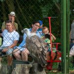 Fakó keselyű a Körösvölgyi Állatparkban 2023. augusztus 26-án.
