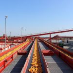 A Corteva szarvasi vetőmagüzemében kukorica betakarítás idején.