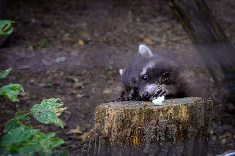 A Körösvölgyi Állatpark mosómedvéje végül legyőzte fenntartását és hallgatott a hasára.