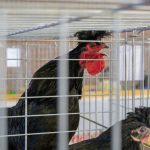 A koszovói hosszan kukorékoló bizonyította, hogy nem lottón nyerte a nevét.