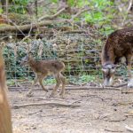 Szombaton született az állatpark legfiatalabb lakója, egy muflonbárány.