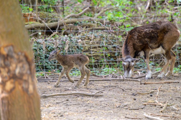Szombaton született az állatpark legfiatalabb lakója, egy muflonbárány.