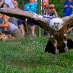 A Körösvölgyi Állatpark egyik fakó keselyűje.
