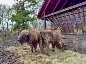 A Körösvölgyi Állatpark bölényei 2025. március 12-én.