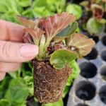 Forrás: szarvasikomep.hu