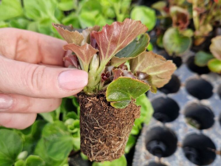 Forrás: szarvasikomep.hu