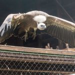 A fakó keselyű szárnyainak fesztávja 3 méter. Ezt be is mutatták a mai látványetetésen.