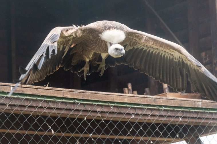 A fakó keselyű szárnyainak fesztávja 3 méter. Ezt be is mutatták a mai látványetetésen.